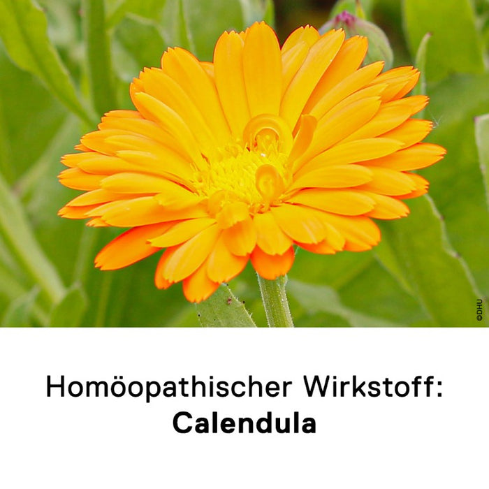 DHU Calendula D6 Streukügelchen, 10 g Globules