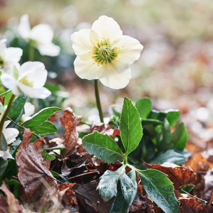 Helleborus niger aquos. D30, 50 St. Ampullen