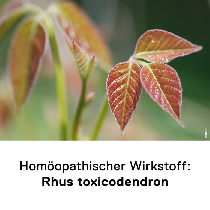 DHU Rhus toxicodendron D6 bei rheumatischen Schmerzen – geschmacksneutral, 80 pcs. Tablets